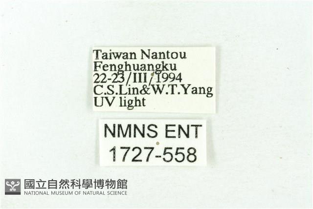 臺雪苔蛾藏品圖，第3張