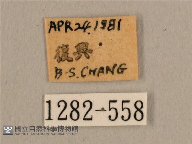 背線天蛾藏品圖，第3張