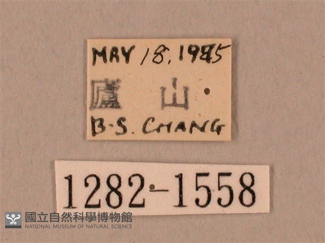 裂斑鷹翅天蛾藏品圖，第3張