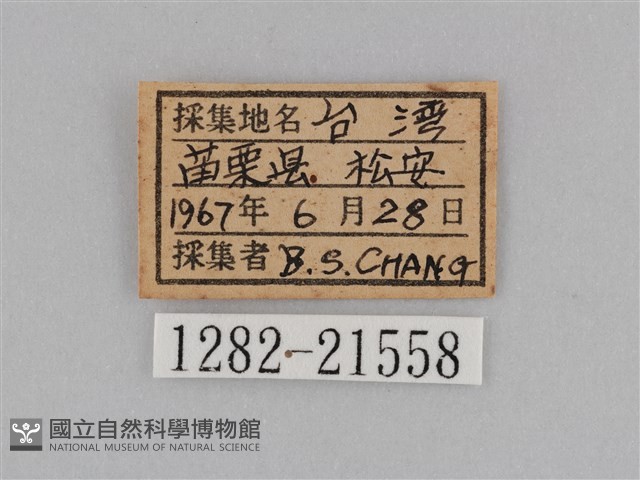 紫帶眉眼蝶藏品圖，第3張