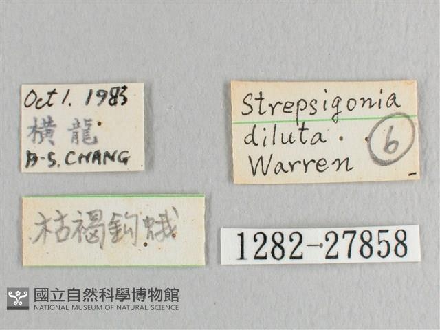 枯葉紋鉤蛾藏品圖，第3張