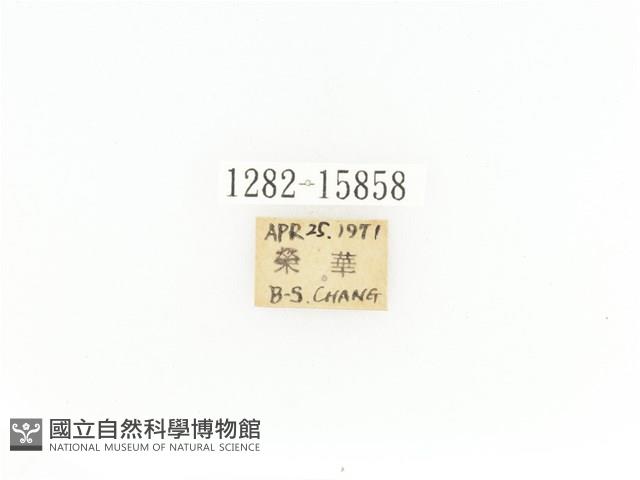 臺灣角金龜藏品圖，第2張