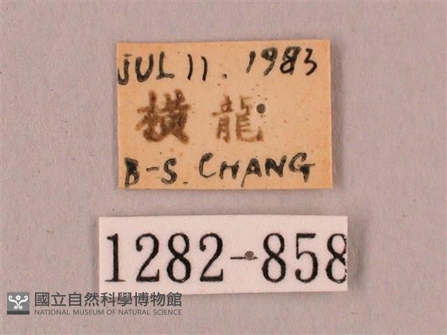 直翅六點天蛾藏品圖，第3張