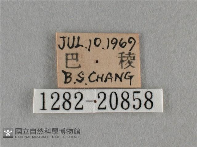 臺灣榿翠灰蝶藏品圖，第3張