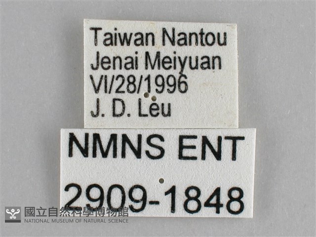 金鎧蛺蝶藏品圖，第3張