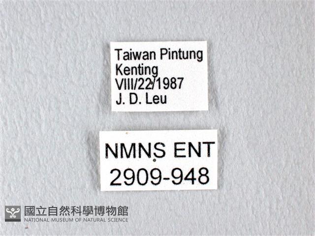 翠斑青鳳蝶藏品圖，第3張