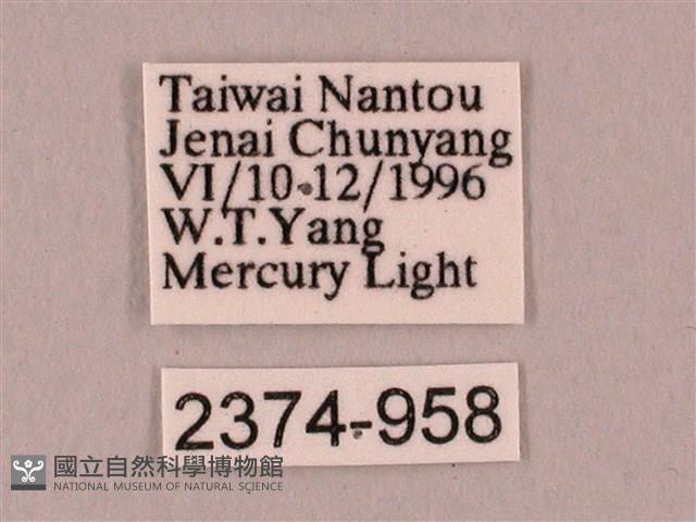 栗六點天蛾藏品圖，第3張