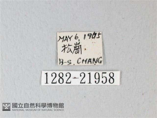 隱錨紋蛾藏品圖，第3張