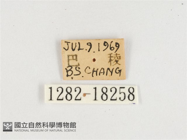 窄帶翠蛺蝶藏品圖，第3張