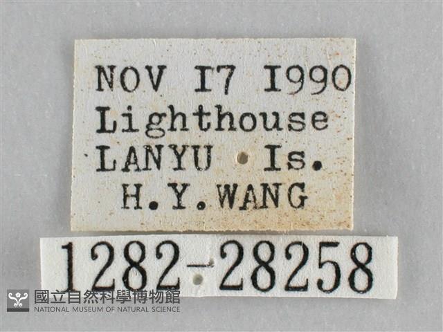 霜天蛾藏品圖，第3張