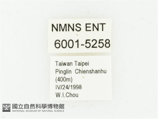 血紅虎斑花金龜藏品圖，第2張