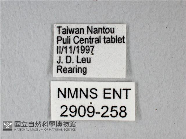 緣點白粉蝶藏品圖，第3張