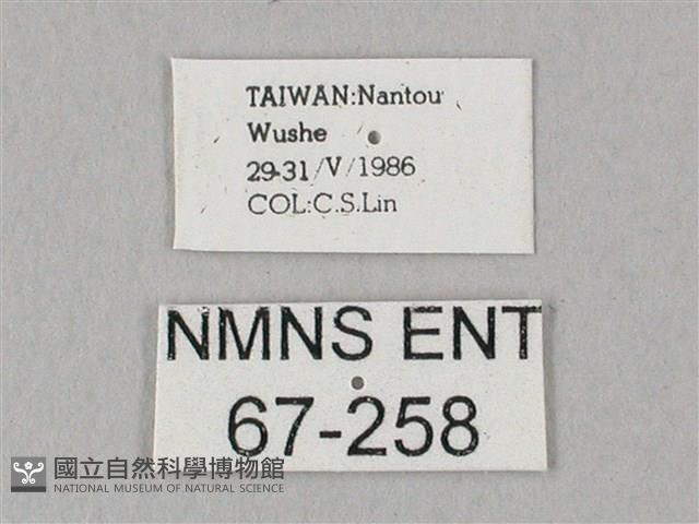 粗斜紋天蛾藏品圖，第3張