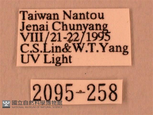 白星天蛾藏品圖，第3張