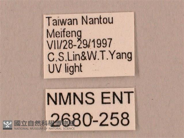 栗六點天蛾藏品圖，第3張