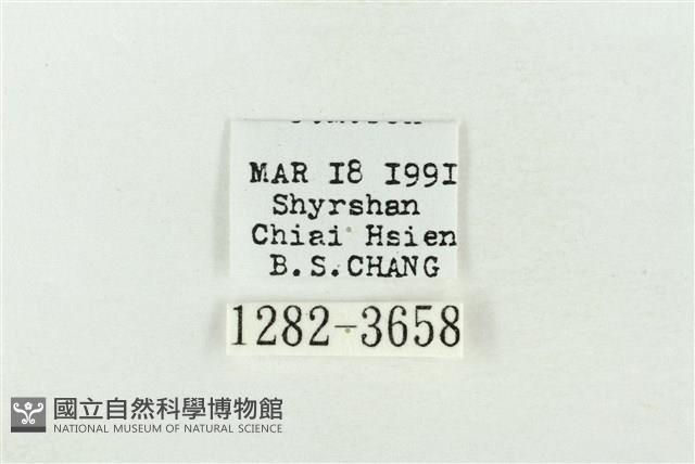 連珠波紋蛾藏品圖，第3張