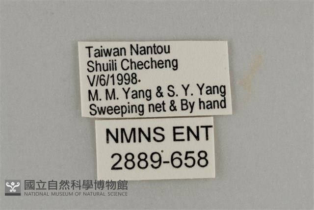 藍灰蝶沖繩亞種藏品圖，第3張