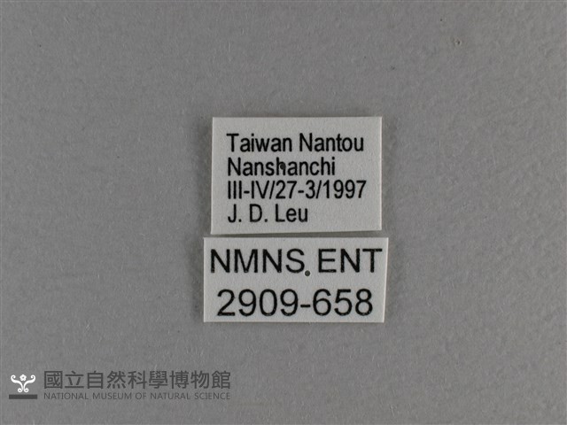小雙尾蛺蝶藏品圖，第3張