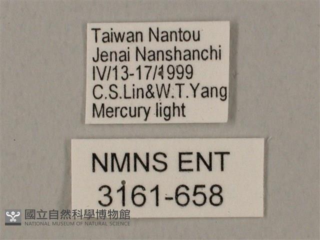 裂斑鷹翅天蛾藏品圖，第3張