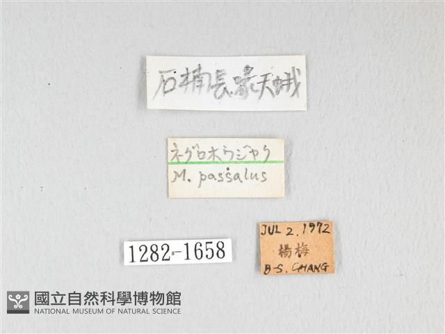 基黑長喙天蛾藏品圖，第3張