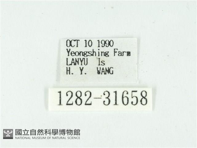 叉紋閃舞蛾藏品圖，第3張