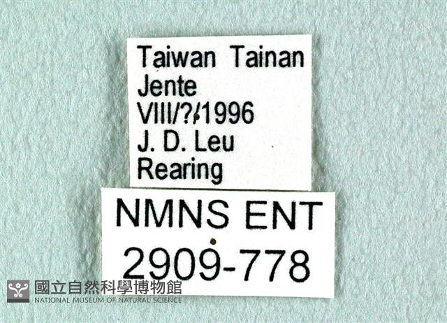 花鳳蝶、無尾鳳蝶藏品圖，第3張