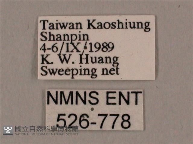 棕綠背線天蛾藏品圖，第3張