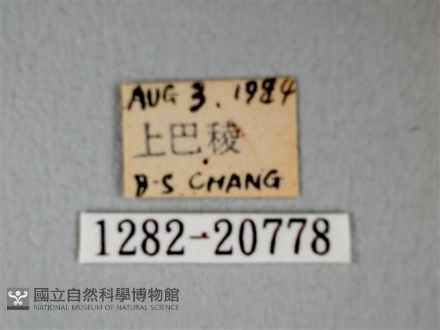 細邊琉灰蝶藏品圖，第3張
