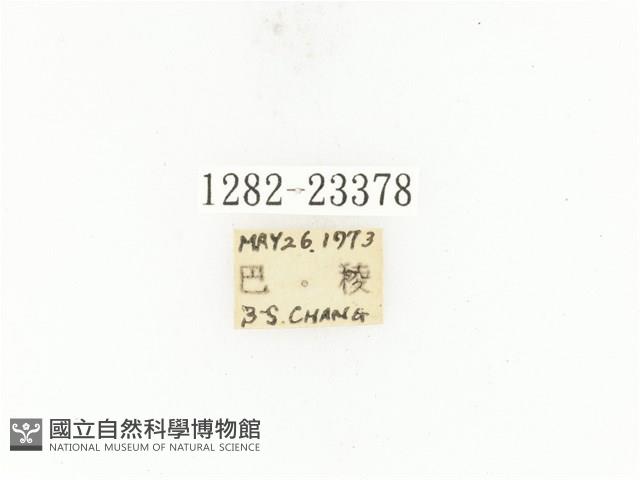 銅點花金龜藏品圖，第2張