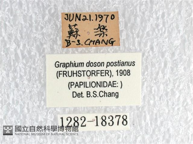 木蘭青鳳蝶藏品圖，第3張