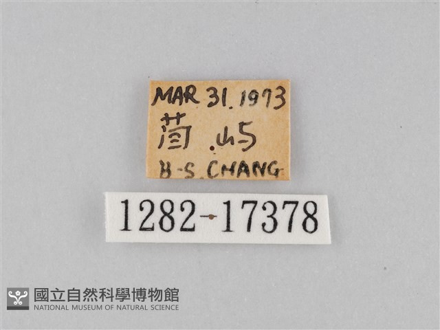 豆環蛺蝶藏品圖，第3張