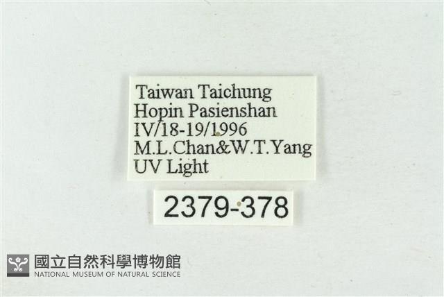 連珠波紋蛾藏品圖，第3張