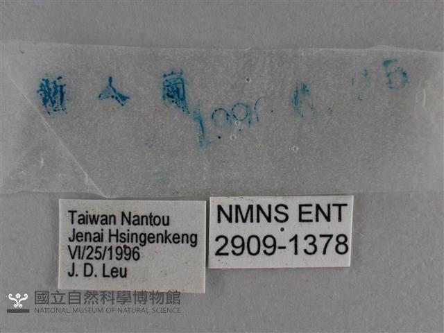 圓翅絨弄蝶藏品圖，第3張