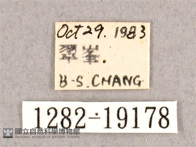 銀端帶鉤蛾藏品圖，第3張