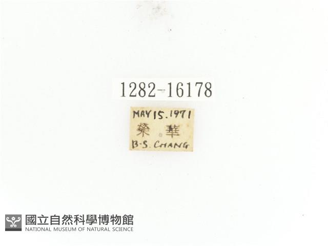 臺灣角金龜藏品圖，第2張