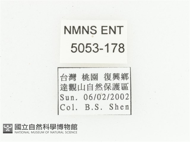 橫紋青銅金龜藏品圖，第2張