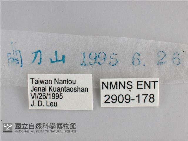臺灣黛眼蝶藏品圖，第3張
