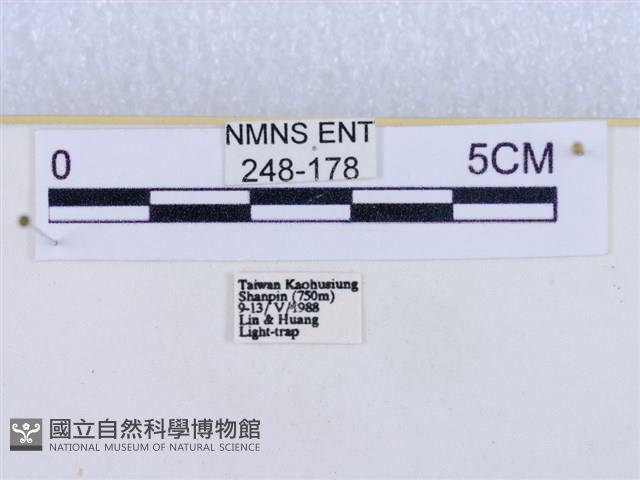 閃光苔蛾藏品圖，第3張