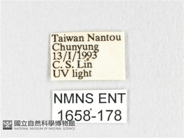 銀肩枯葉蛾藏品圖，第3張