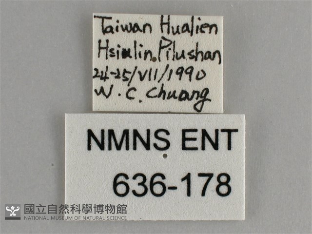 大幽眼蝶藏品圖，第3張