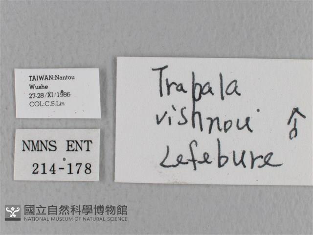 青枯葉蛾藏品圖，第3張