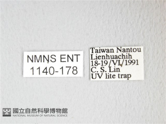 凹角鉤蛾藏品圖，第3張