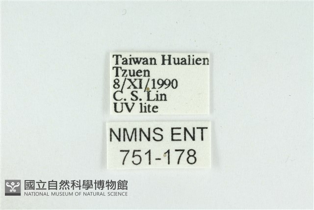 線平波紋蛾藏品圖，第3張