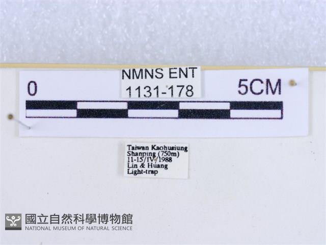 粉蝶燈蛾藏品圖，第3張