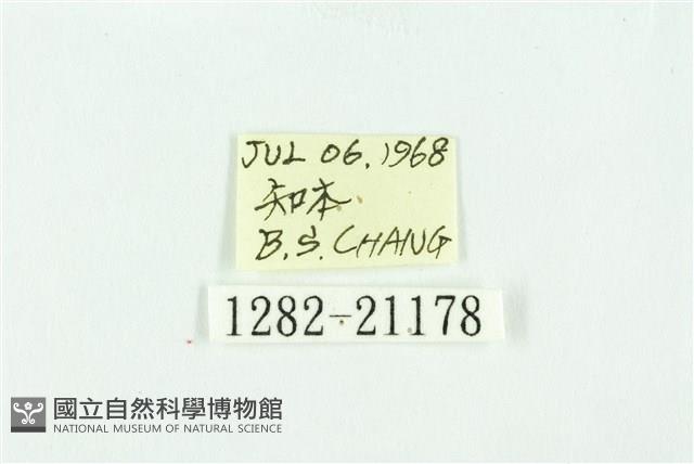 黃斑弄蝶藏品圖，第3張