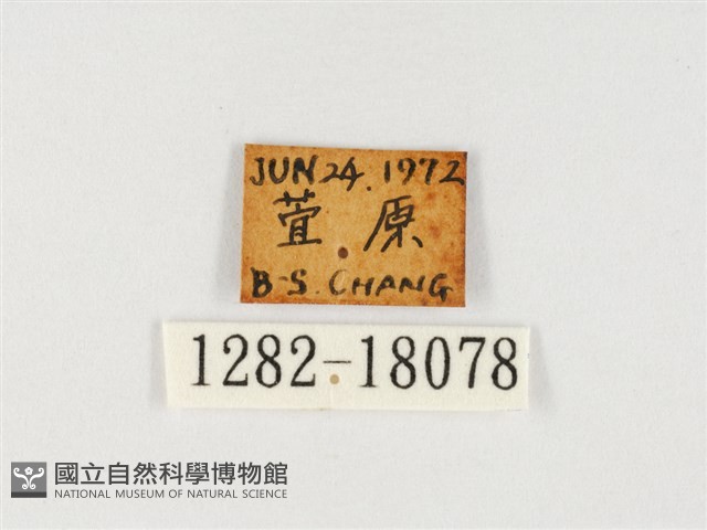 臺灣翠蛺蝶藏品圖，第3張