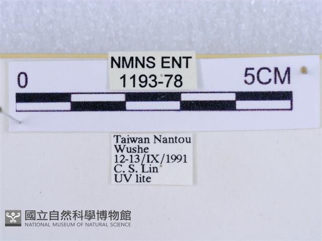 後凸蝶燈蛾藏品圖，第3張