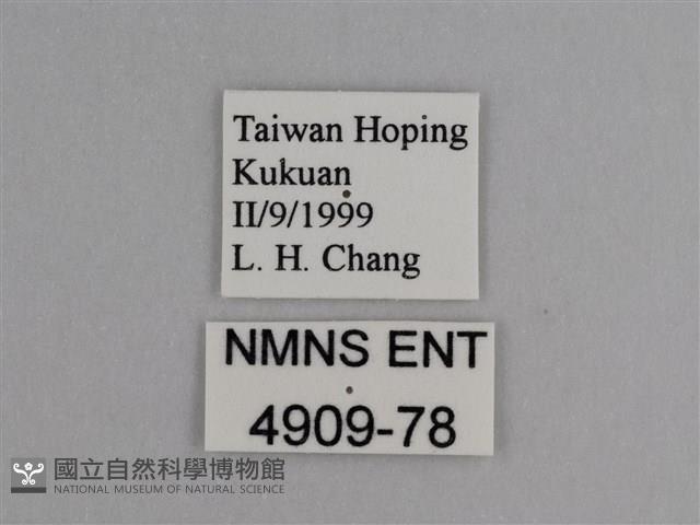 豔粉蝶藏品圖，第3張