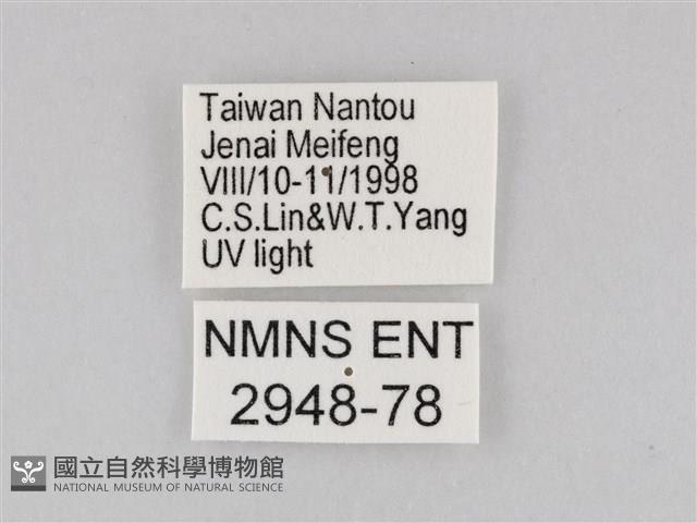 橙擬燈蛾藏品圖，第3張