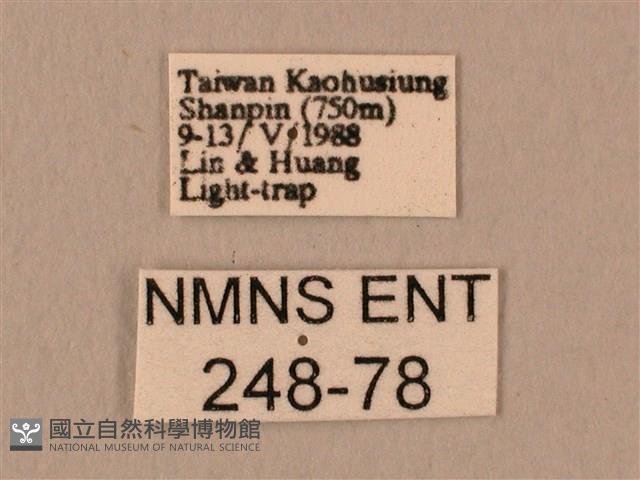 白星天蛾藏品圖，第3張